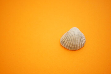 White grey seashell on an orange table