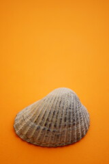 One grey seashell on an orange table