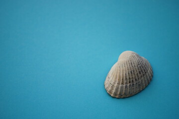 White grey seashell on a blue table. Copy space.