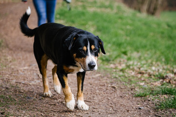 Closeup of a cute black dog in a garden