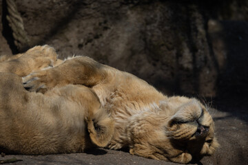 Two Asiatic lions sleep and cuddle with each other on a rock. They are mostly found in India and are also called Panthera leo persica.