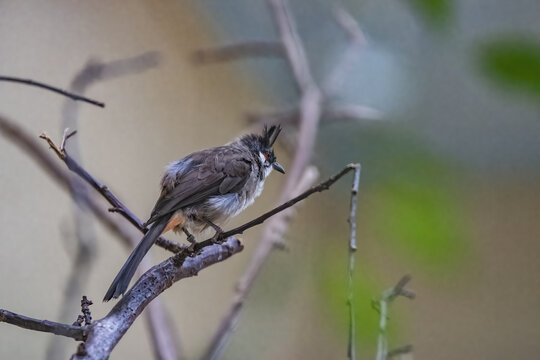 Closeup of a red-cheeked bulbul sitting on a bare branch of a tree