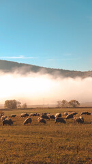 Beautiful shot of some sheep in a field during the day