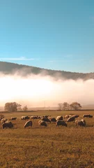 Poster Lichtblauw Mooie opname van een paar schapen in een veld overdag