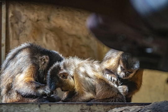 Closeup Of Three Brown Capuchins Sitting In A Cage Of A Zoo