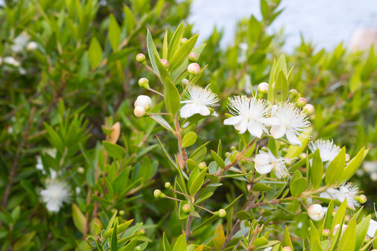 Common myrtle shrub with flowers, Myrtus communis, in Dalmatia, Croatia
