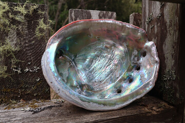 Close up of a colorful abalone shell on a wooden fence