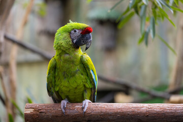 Green parrot stand on the tree