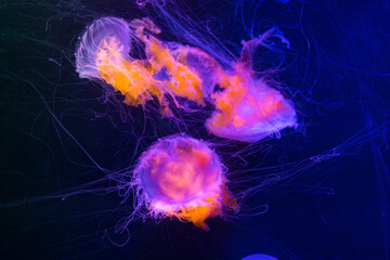Jellyfish swimming in an aquarium pool