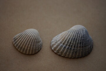 Two white grey seashells on an brown table