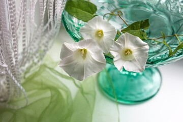 Obraz na płótnie Canvas white flowers in a vase