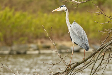 Greay heron, ardea cinerea sitting on the branch of a tree on the shore of a pond in Royal game Reserve - Stromovka. Spring day, landscape orientation.
