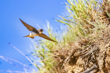 Closeup of a swift bird flying with its wings wide open against greenery