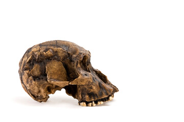 skull of prehistoric man, Skull of prehistoric man habilis isolated on white background with space for text	