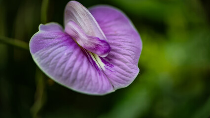 Butterfly Pea Flower