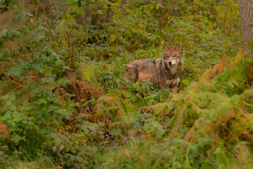 Wild Iberian wolf (Canis lupus signatus) in the forest looking for its prey