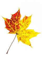 autumn maple leaf yellow and red