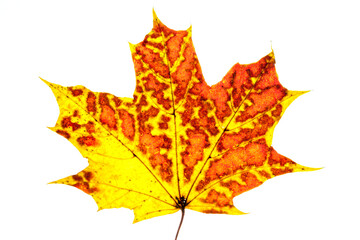 autumn maple leaf yellow and red