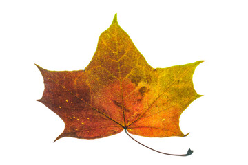 autumn maple leaf