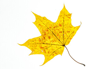 autumn maple leaf yellow