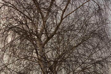 Part of an birch tree with thin bare branches in grey sky