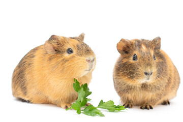 Lunch time. Funny guinea pig portrait over white background
