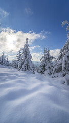 Vertical shot of tall fir trees covered in snow in the Black Forest