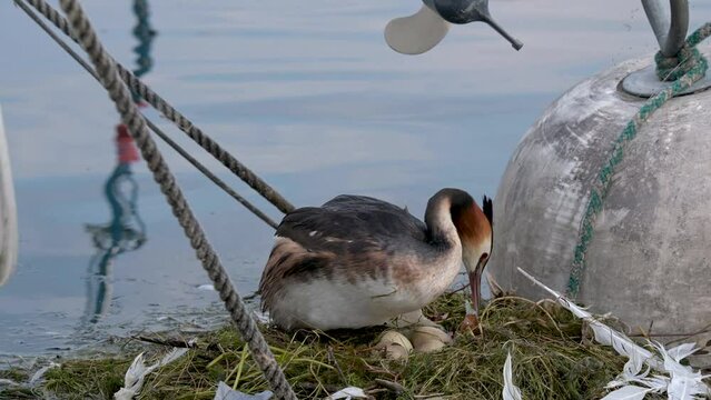 Water bird turning eggs by the beak and hatching eggs. One adult great crested grebe in the nest in spring. Podiceps cristatus in Switzerland.