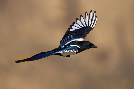 Closeup of a flying magpie on a blurred background in Yakima Canyon, WA