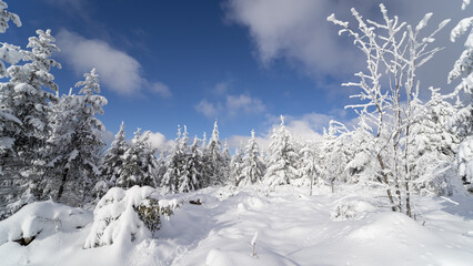 Beautiful view of tall fir trees covered in snow in the Black Forest