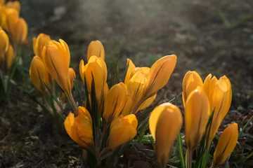 Möbelaufkleber żółte krokusy © siwyk