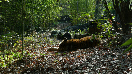 Photo of a sleeping tiger in a forest