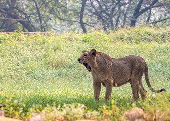 Lonely lion roaring and standing in the field in the daytime.