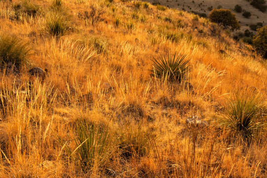 Yucca & grasses at sunset;  Davis Mountains State Park;  Texax
