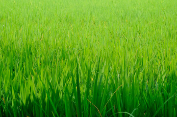 green grass in the wind