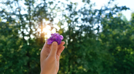 beautiful amethyst crystal druse in hand, natural forest background. Esoteric spiritual practice....