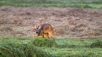 Plexiglas foto achterwand Beautiful roe deer in a field © Jan Dömel/Wirestock Creators