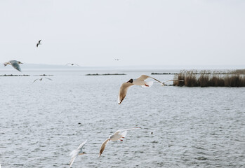 Beautiful white seagulls summer and soar in the sky above the water, the sea in cloudy weather in spring.