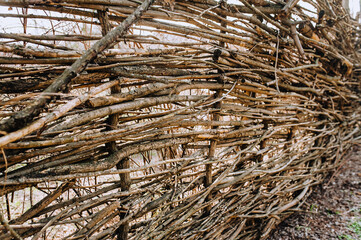 Background, texture of acacia branches in the form of a fence.