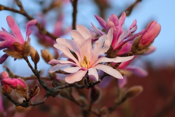 rosa Blüten der Sternmagnolie