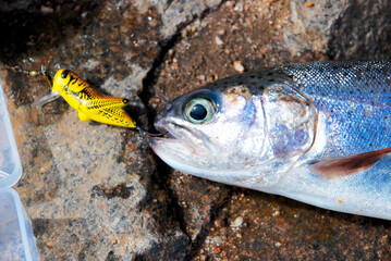 A rainbow trout caught on a grasshopper lure 