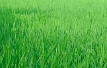Green rice plants in a rice field, can be used as a background.