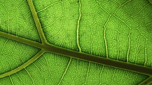 Green leaf background. Macro plant texture and nature pattern closeup. Botany, natural ingredients, vegetation concept. Selected focus