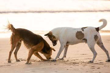 two dogs playing in the sand at the beach