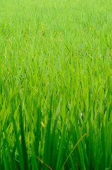 Obraz premium green rice field in the wind