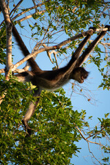 spider monkey hanging from a branch in the jungle