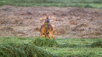 Plexiglas foto achterwand Beautiful roe deer eating grass in a field © Jan Dömel/Wirestock Creators