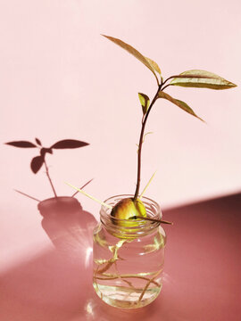 Vertical shot of a sprout of an avocado seed in a glass jar