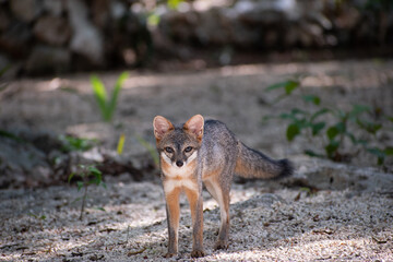 gray fox in the jungle of quintana roo.