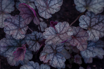 Beautiful dark leaves of heuchera in a flower bed. Gardening, hobby, perennials, landscaping.
